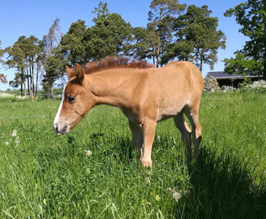 Ajsarve Jonna Ajsarve Jonna